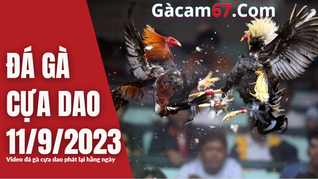 GACAM67 | Đá Gà Trực Tiếp Bình Luận Viên Hôm Nay Thomo C1 C2 C3 C4 C5 Hôm Nay Mới Nhất