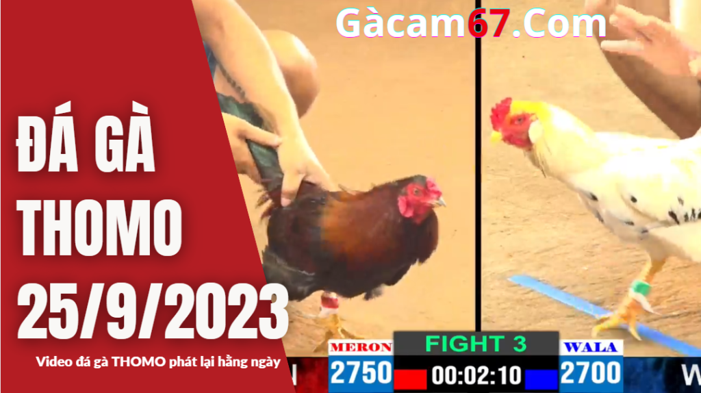 GACAM67 | Đá Gà Trực Tiếp Bình Luận Viên Hôm Nay Thomo C1 C2 C3 C4 C5 Hôm Nay Mới Nhất