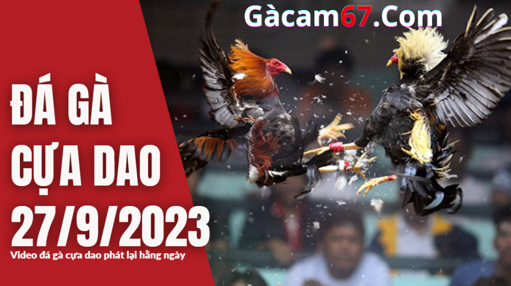 GACAM67 | Đá Gà Trực Tiếp Bình Luận Viên Hôm Nay Thomo C1 C2 C3 C4 C5 Hôm Nay Mới Nhất