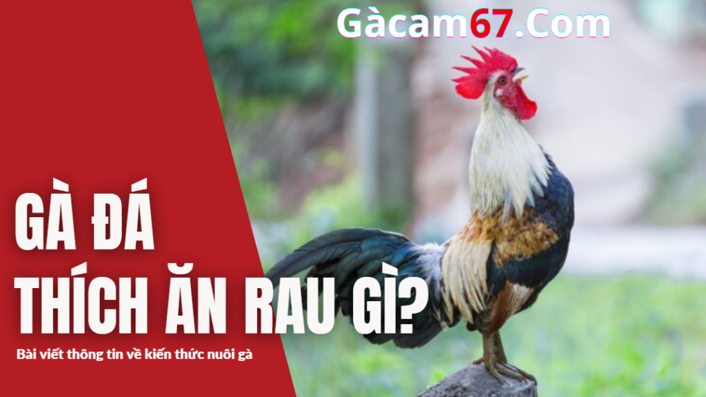 GACAM67 | Đá Gà Trực Tiếp Bình Luận Viên Hôm Nay Thomo C1 C2 C3 C4 C5 Hôm Nay Mới Nhất