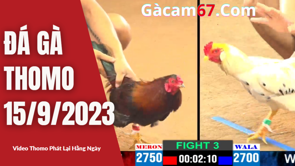 GACAM67 | Đá Gà Trực Tiếp Bình Luận Viên Hôm Nay Thomo C1 C2 C3 C4 C5 Hôm Nay Mới Nhất
