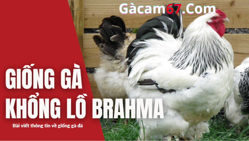 GACAM67 | Đá Gà Trực Tiếp Bình Luận Viên Hôm Nay Thomo C1 C2 C3 C4 C5 Hôm Nay Mới Nhất