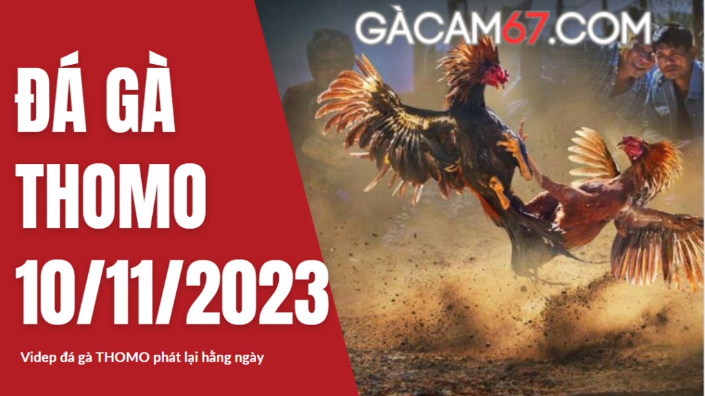 GACAM67 | Đá Gà Trực Tiếp Bình Luận Viên Hôm Nay Thomo C1 C2 C3 C4 C5 Hôm Nay Mới Nhất