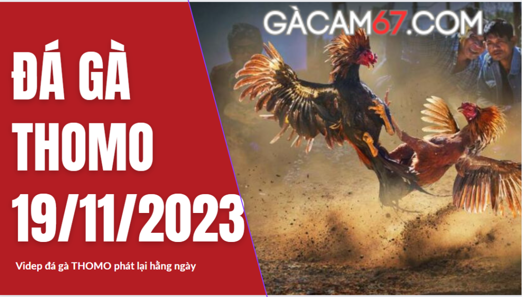 GACAM67 | Đá Gà Trực Tiếp Bình Luận Viên Hôm Nay Thomo C1 C2 C3 C4 C5 Hôm Nay Mới Nhất