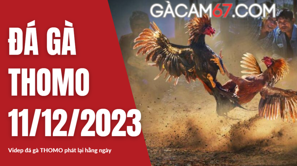 GACAM67 | Đá Gà Trực Tiếp Bình Luận Viên Hôm Nay Thomo C1 C2 C3 C4 C5 Hôm Nay Mới Nhất