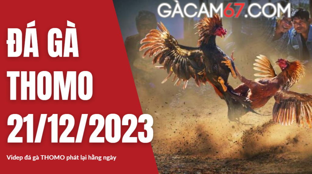 GACAM67 | Đá Gà Trực Tiếp Bình Luận Viên Hôm Nay Thomo C1 C2 C3 C4 C5 Hôm Nay Mới Nhất