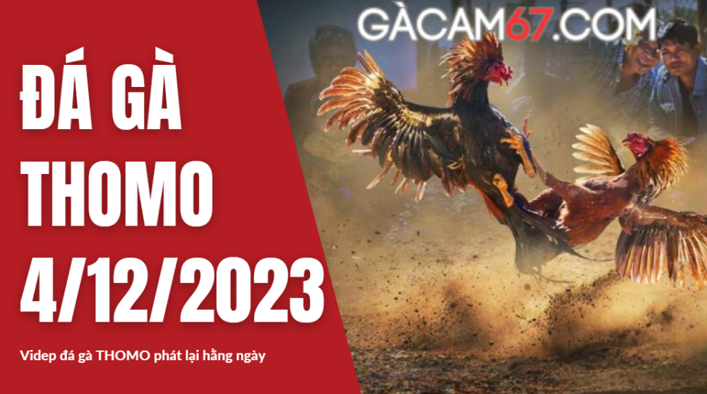 GACAM67 | Đá Gà Trực Tiếp Bình Luận Viên Hôm Nay Thomo C1 C2 C3 C4 C5 Hôm Nay Mới Nhất