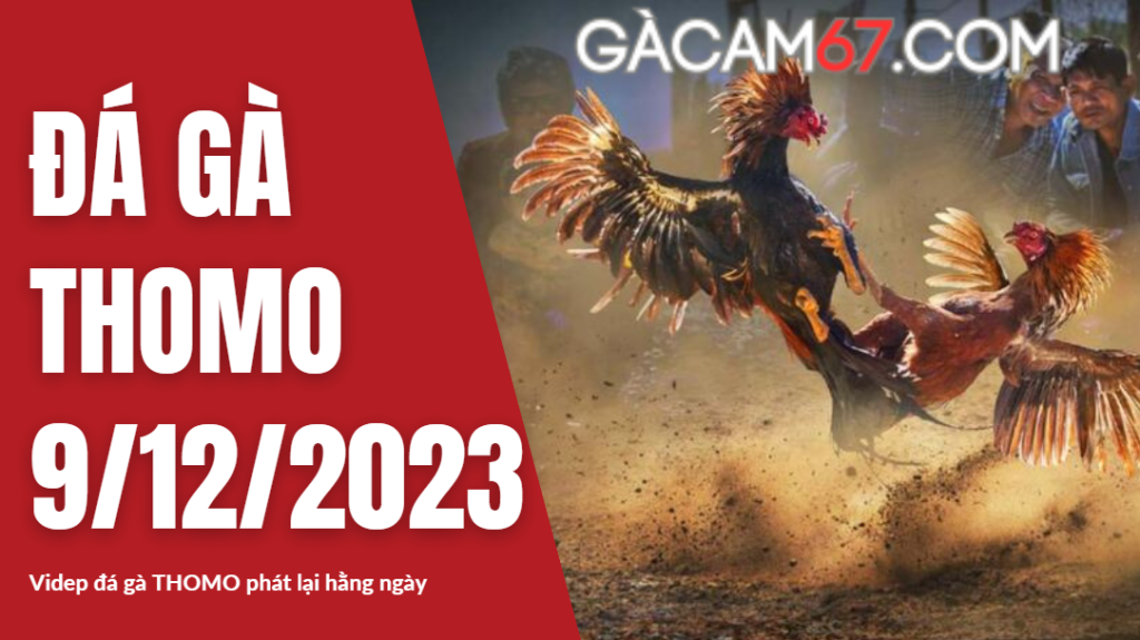GACAM67 | Đá Gà Trực Tiếp Bình Luận Viên Hôm Nay Thomo C1 C2 C3 C4 C5 Hôm Nay Mới Nhất