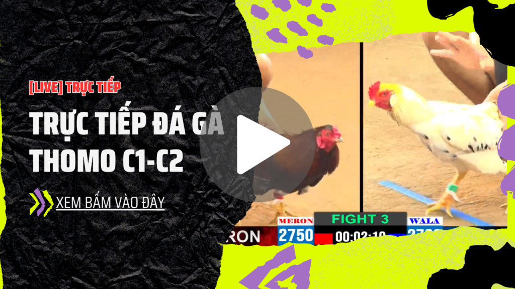 GACAM67 | Đá Gà Trực Tiếp Bình Luận Viên Hôm Nay Thomo C1 C2 C3 C4 C5 Hôm Nay Mới Nhất