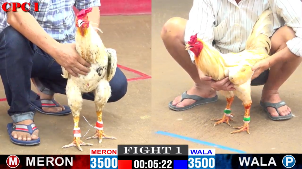 GACAM67 | Đá Gà Trực Tiếp Bình Luận Viên Hôm Nay Thomo C1 C2 C3 C4 C5 Hôm Nay Mới Nhất