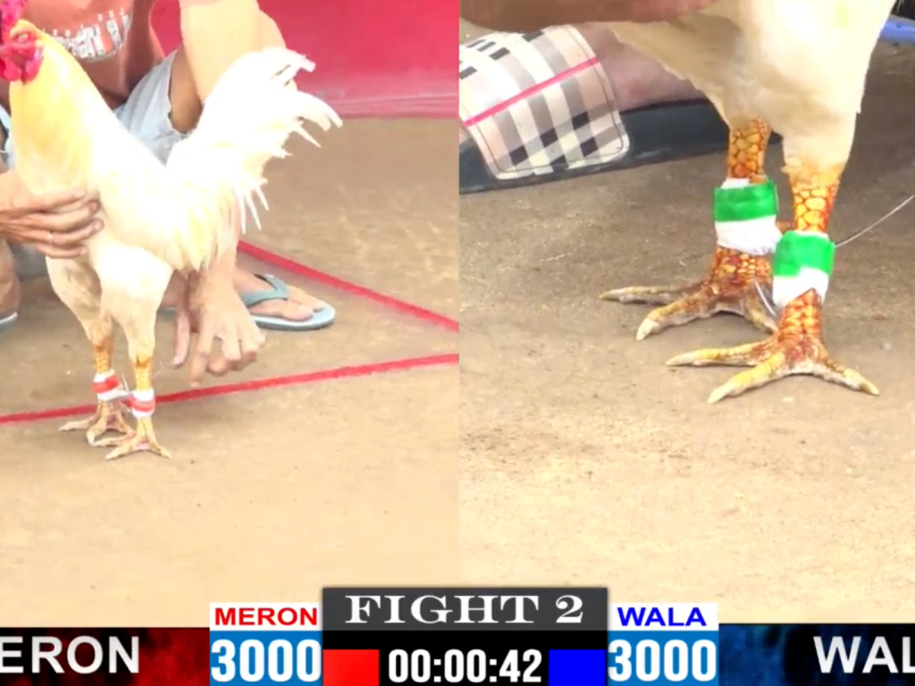 GACAM67 | Đá Gà Trực Tiếp Bình Luận Viên Hôm Nay Thomo C1 C2 C3 C4 C5 Hôm Nay Mới Nhất