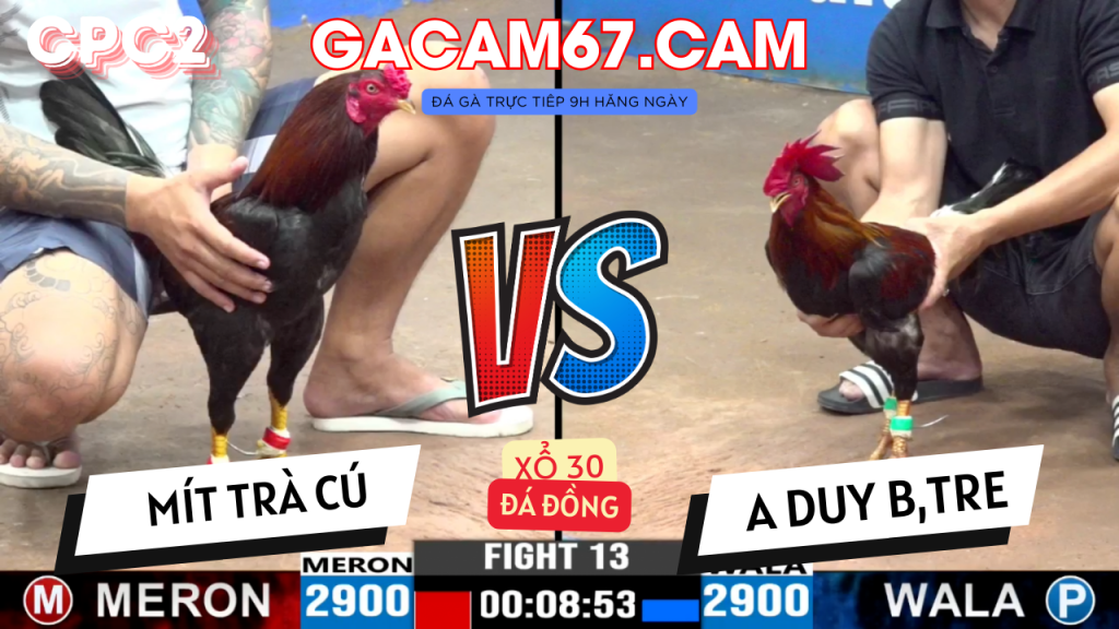 GACAM67 | Đá Gà Trực Tiếp Bình Luận Viên Hôm Nay Thomo C1 C2 C3 C4 C5 Hôm Nay Mới Nhất