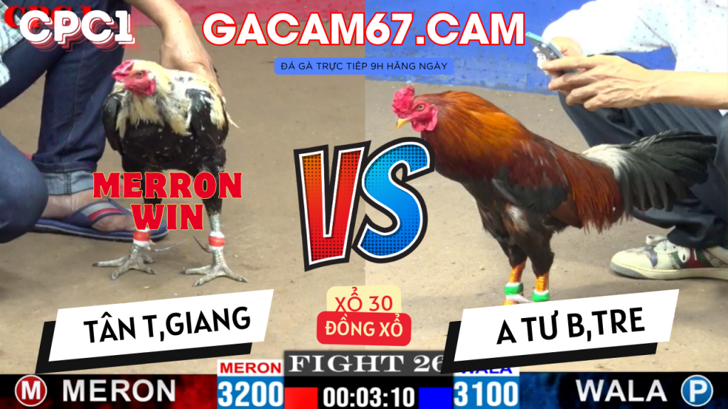 GACAM67 | Đá Gà Trực Tiếp Bình Luận Viên Hôm Nay Thomo C1 C2 C3 C4 C5 Hôm Nay Mới Nhất