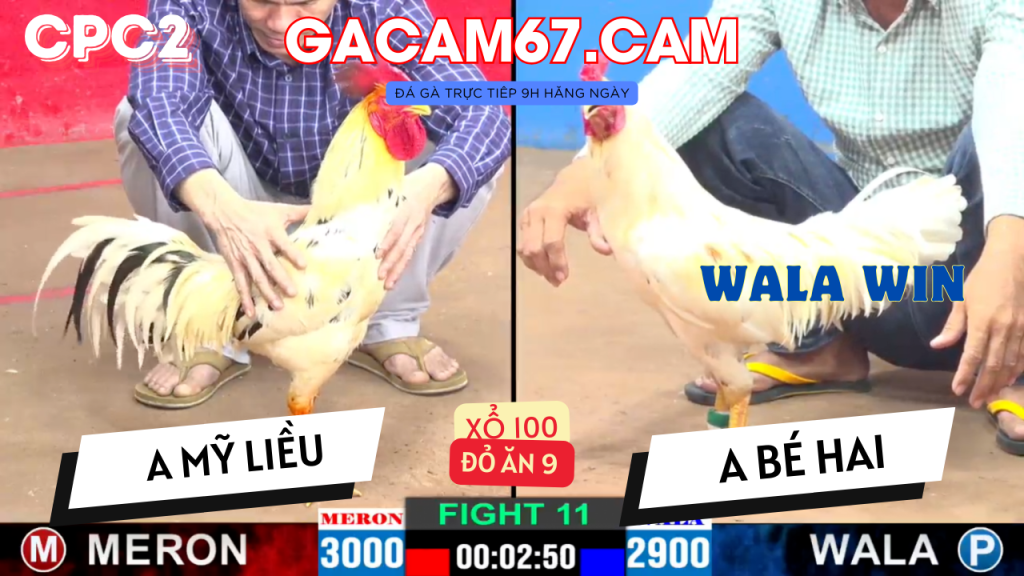 GACAM67 | Đá Gà Trực Tiếp Bình Luận Viên Hôm Nay Thomo C1 C2 C3 C4 C5 Hôm Nay Mới Nhất