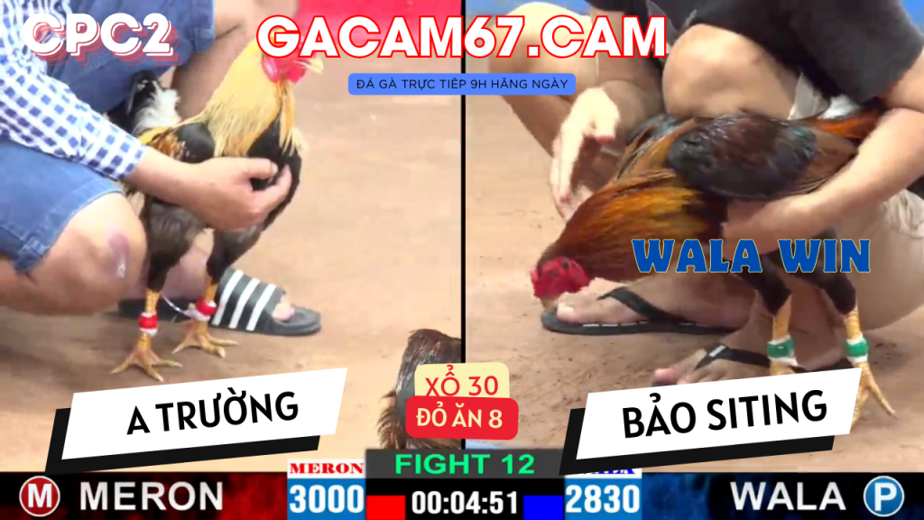 GACAM67 | Đá Gà Trực Tiếp Bình Luận Viên Hôm Nay Thomo C1 C2 C3 C4 C5 Hôm Nay Mới Nhất