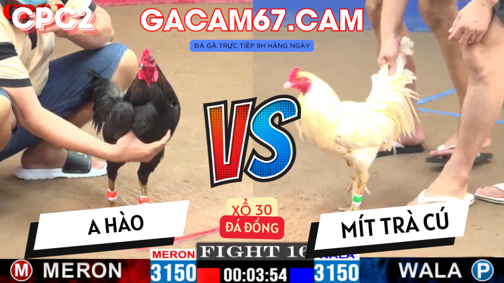 GACAM67 | Đá Gà Trực Tiếp Bình Luận Viên Hôm Nay Thomo C1 C2 C3 C4 C5 Hôm Nay Mới Nhất