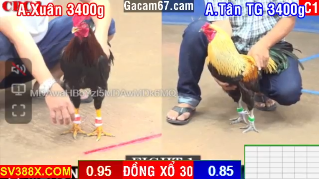 GACAM67 | Đá Gà Trực Tiếp Bình Luận Viên Hôm Nay Thomo C1 C2 C3 C4 C5 Hôm Nay Mới Nhất