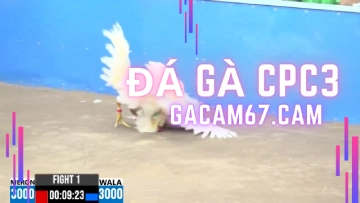 GACAM67 | Đá Gà Trực Tiếp Bình Luận Viên Hôm Nay Thomo C1 C2 C3 C4 C5 Hôm Nay Mới Nhất