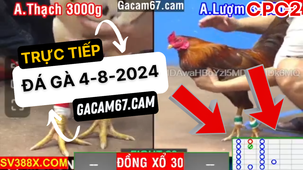 GACAM67 | Đá Gà Trực Tiếp Bình Luận Viên Hôm Nay Thomo C1 C2 C3 C4 C5 Hôm Nay Mới Nhất