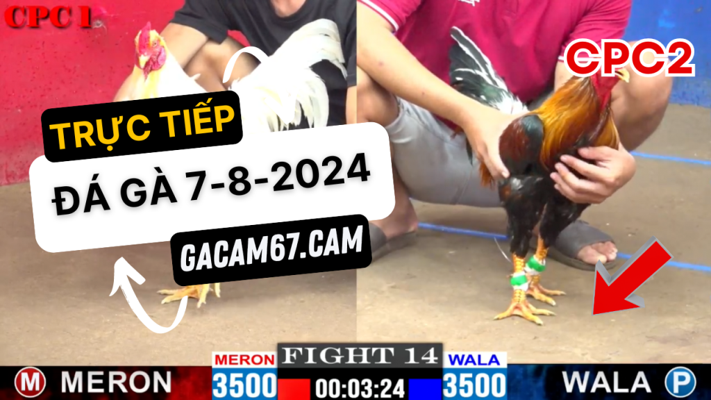 GACAM67 | Đá Gà Trực Tiếp Bình Luận Viên Hôm Nay Thomo C1 C2 C3 C4 C5 Hôm Nay Mới Nhất