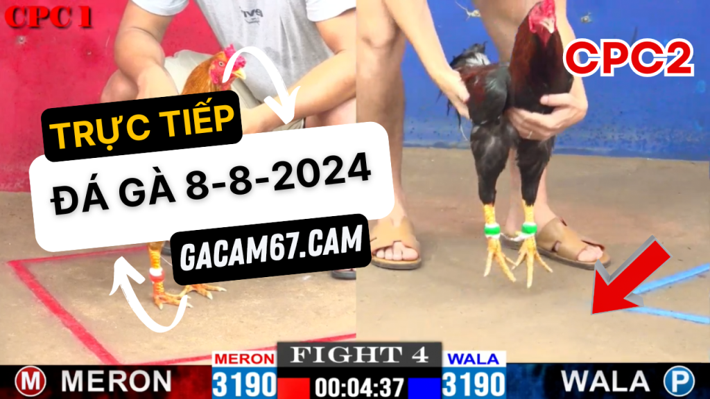 GACAM67 | Đá Gà Trực Tiếp Bình Luận Viên Hôm Nay Thomo C1 C2 C3 C4 C5 Hôm Nay Mới Nhất