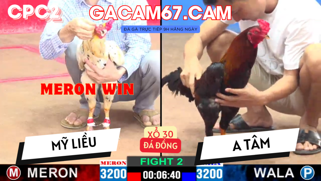 GACAM67 | Đá Gà Trực Tiếp Bình Luận Viên Hôm Nay Thomo C1 C2 C3 C4 C5 Hôm Nay Mới Nhất