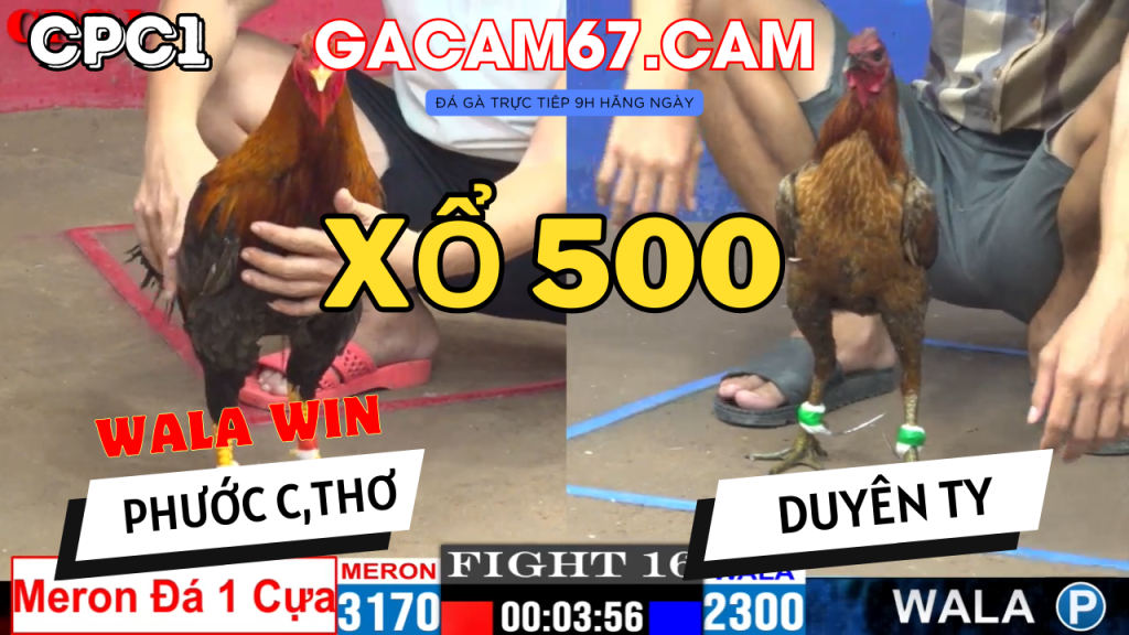 GACAM67 | Đá Gà Trực Tiếp Bình Luận Viên Hôm Nay Thomo C1 C2 C3 C4 C5 Hôm Nay Mới Nhất