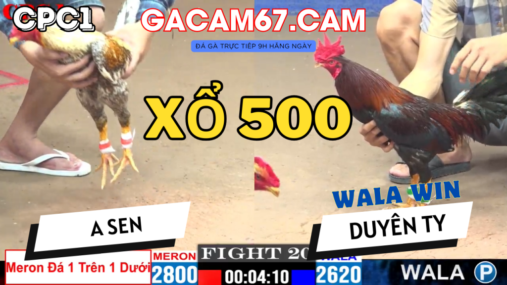 GACAM67 | Đá Gà Trực Tiếp Bình Luận Viên Hôm Nay Thomo C1 C2 C3 C4 C5 Hôm Nay Mới Nhất