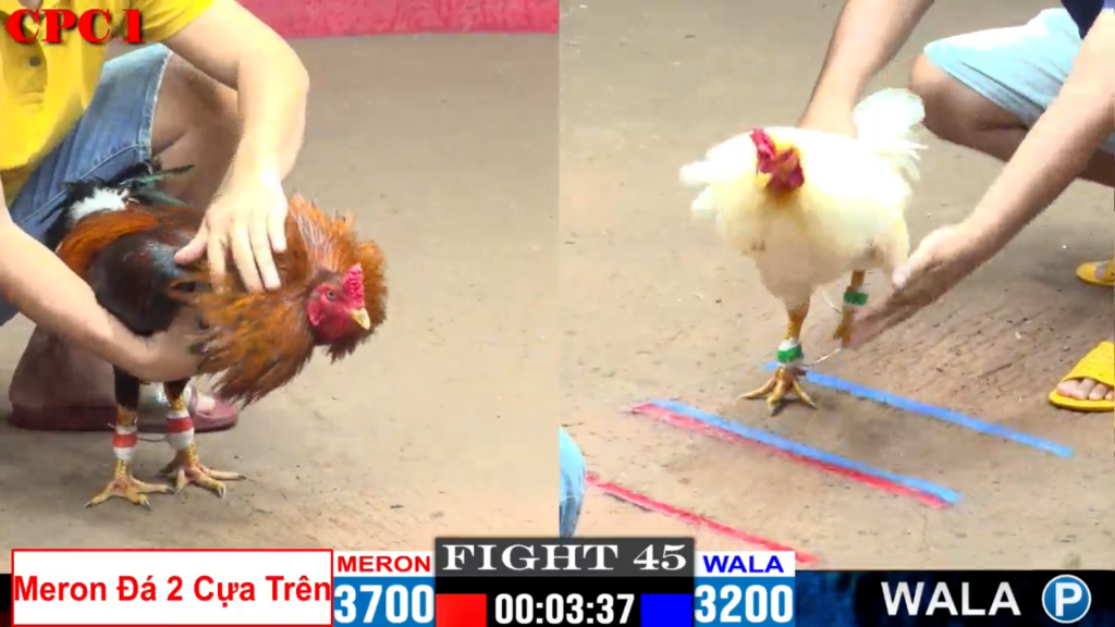 GACAM67 | Đá Gà Trực Tiếp Bình Luận Viên Hôm Nay Thomo C1 C2 C3 C4 C5 Hôm Nay Mới Nhất