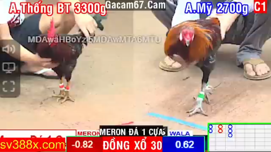 GACAM67 | Đá Gà Trực Tiếp Bình Luận Viên Hôm Nay Thomo C1 C2 C3 C4 C5 Hôm Nay Mới Nhất