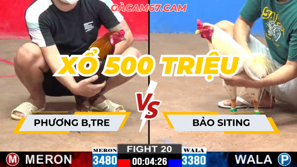 GACAM67 | Đá Gà Trực Tiếp Bình Luận Viên Hôm Nay Thomo C1 C2 C3 C4 C5 Hôm Nay Mới Nhất