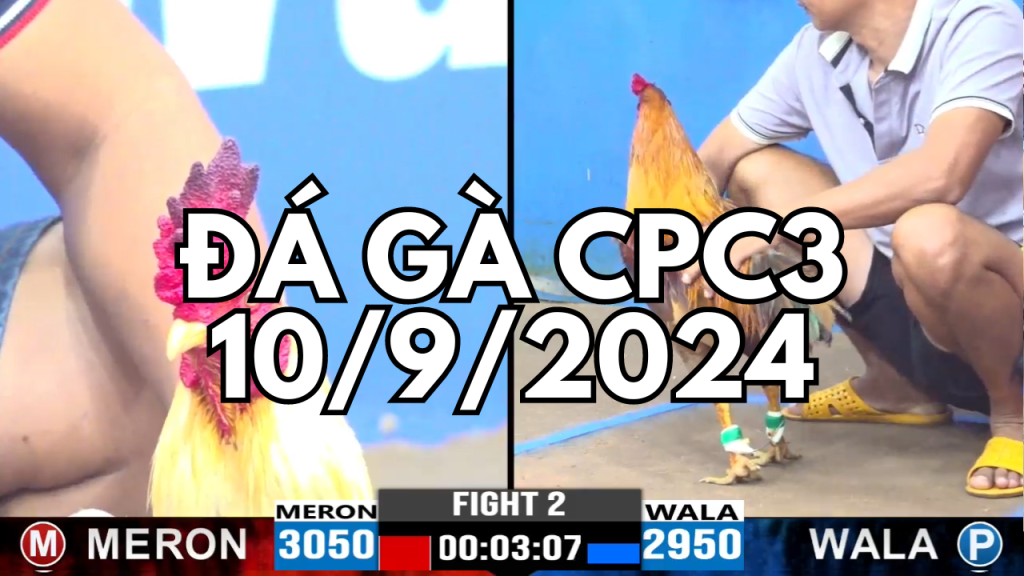 GACAM67 | Đá Gà Trực Tiếp Bình Luận Viên Hôm Nay Thomo C1 C2 C3 C4 C5 Hôm Nay Mới Nhất