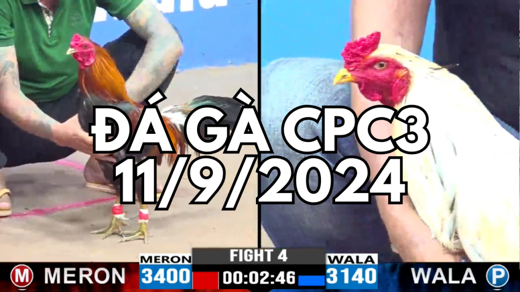 GACAM67 | Đá Gà Trực Tiếp Bình Luận Viên Hôm Nay Thomo C1 C2 C3 C4 C5 Hôm Nay Mới Nhất