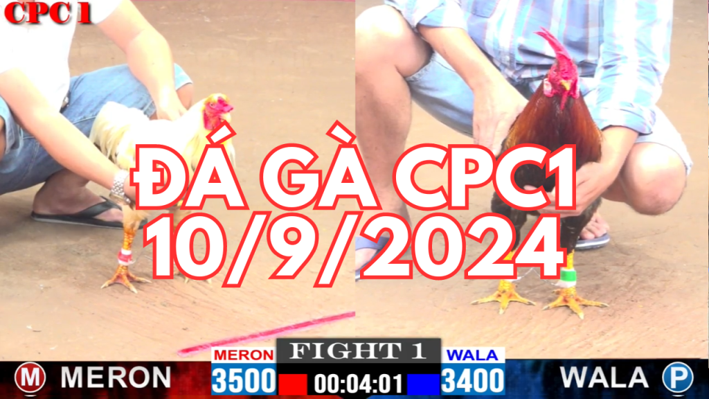 GACAM67 | Đá Gà Trực Tiếp Bình Luận Viên Hôm Nay Thomo C1 C2 C3 C4 C5 Hôm Nay Mới Nhất