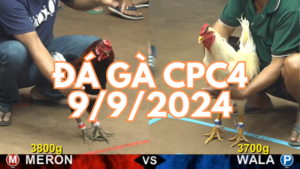 GACAM67 | Đá Gà Trực Tiếp Bình Luận Viên Hôm Nay Thomo C1 C2 C3 C4 C5 Hôm Nay Mới Nhất