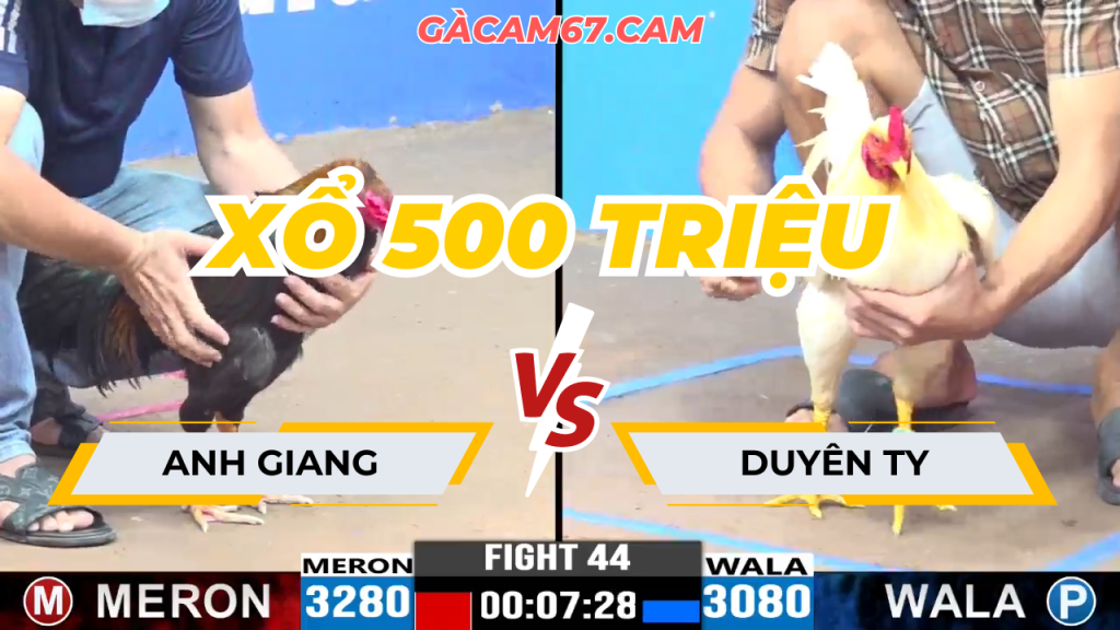 GACAM67 | Đá Gà Trực Tiếp Bình Luận Viên Hôm Nay Thomo C1 C2 C3 C4 C5 Hôm Nay Mới Nhất