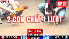 Trận Đấu Mãn Nhãn Khi Cặp Gà Đá Chết 1 Lượt Điểm Chia Điều Cho 2 Đội Trận 38- GACAM67b