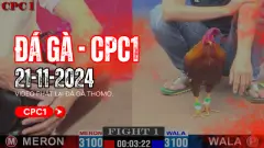GACAM67 | Đá Gà Trực Tiếp Bình Luận Viên Hôm Nay Thomo C1 C2 C3 C4 C5 Hôm Nay Mới Nhất