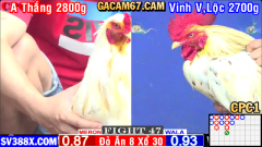 Trận 47 Gà Anh Thắng Đá 1 Cước Đâm Đầu Gà Anh Vinh Vĩnh Lộc Chết Tươi ”CPC1”