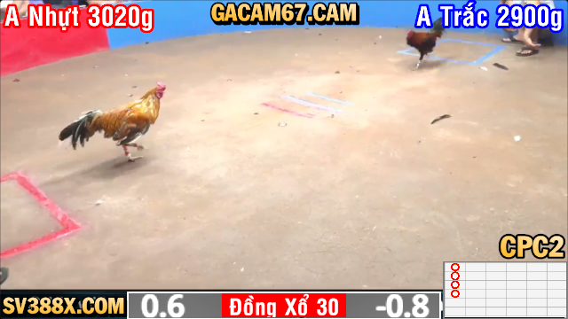 GACAM67 | Đá Gà Trực Tiếp Bình Luận Viên Hôm Nay Thomo C1 C2 C3 C4 C5 Hôm Nay Mới Nhất