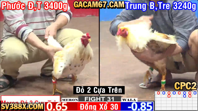 GACAM67 | Đá Gà Trực Tiếp Bình Luận Viên Hôm Nay Thomo C1 C2 C3 C4 C5 Hôm Nay Mới Nhất