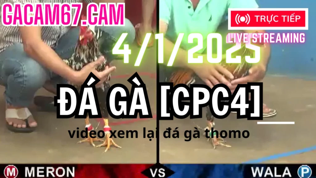 Đá Gà Trực Tiếp [CPC4] 4-1-2025–gacam67