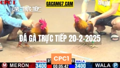 GACAM67 | Đá Gà Trực Tiếp Bình Luận Viên Hôm Nay Thomo C1 C2 C3 C4 C5 Hôm Nay Mới Nhất