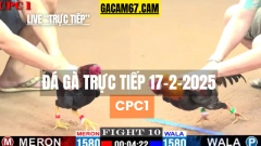 GACAM67 | Đá Gà Trực Tiếp Bình Luận Viên Hôm Nay Thomo C1 C2 C3 C4 C5 Hôm Nay Mới Nhất