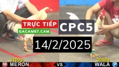GACAM67 | Đá Gà Trực Tiếp Bình Luận Viên Hôm Nay Thomo C1 C2 C3 C4 C5 Hôm Nay Mới Nhất