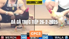GACAM67 | Đá Gà Trực Tiếp Bình Luận Viên Hôm Nay Thomo C1 C2 C3 C4 C5 Hôm Nay Mới Nhất