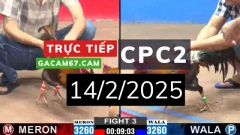 GACAM67 | Đá Gà Trực Tiếp Bình Luận Viên Hôm Nay Thomo C1 C2 C3 C4 C5 Hôm Nay Mới Nhất