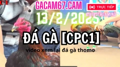 GACAM67 | Đá Gà Trực Tiếp Bình Luận Viên Hôm Nay Thomo C1 C2 C3 C4 C5 Hôm Nay Mới Nhất