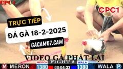 GACAM67 | Đá Gà Trực Tiếp Bình Luận Viên Hôm Nay Thomo C1 C2 C3 C4 C5 Hôm Nay Mới Nhất