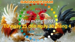 GACAM67 | Đá Gà Trực Tiếp Bình Luận Viên Hôm Nay Thomo C1 C2 C3 C4 C5 Hôm Nay Mới Nhất